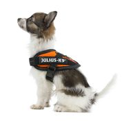 Harnais petit chien IDC®Power BABY Julius-K9 harnais chiens 0-5 kg