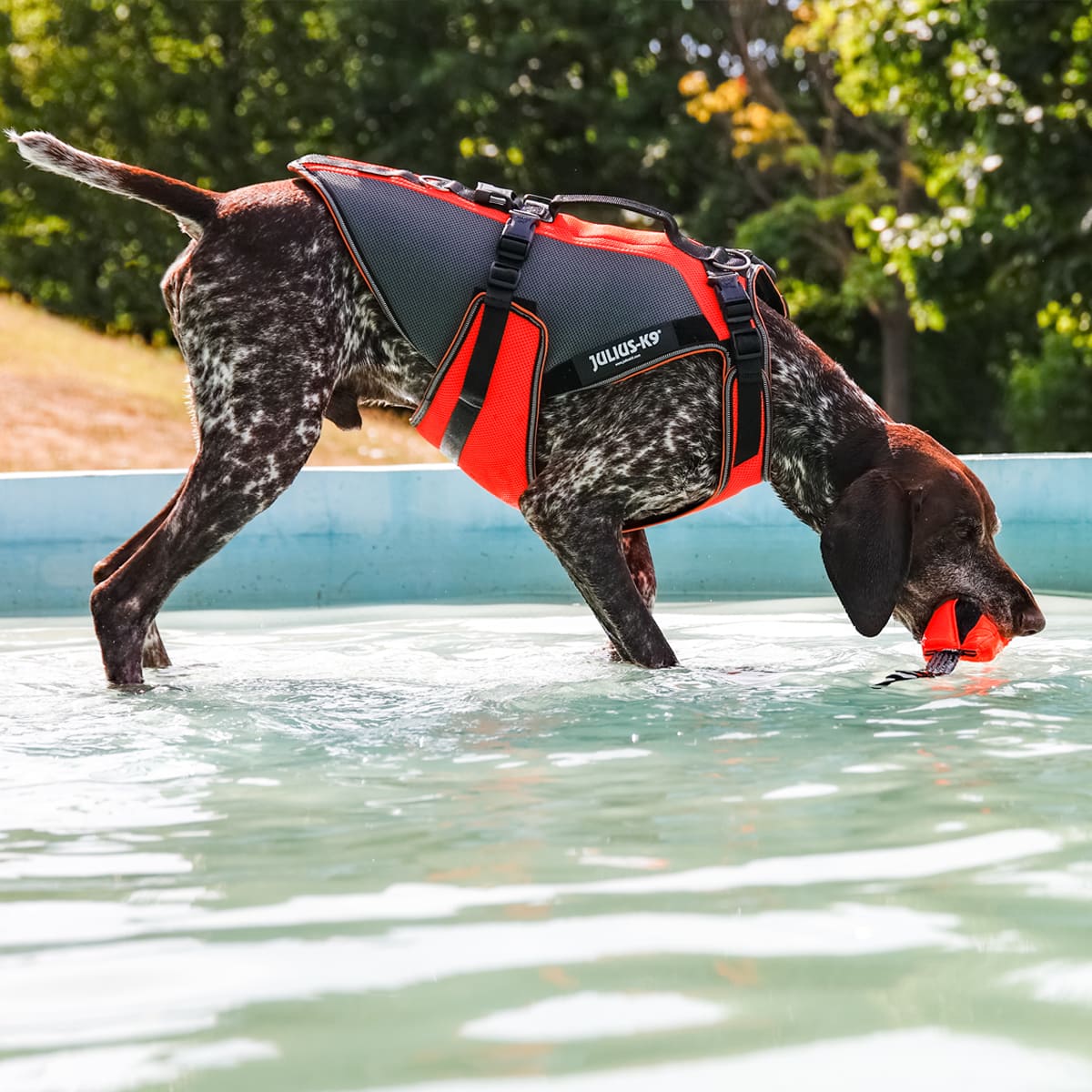 gilet sauvetage chien julius k9