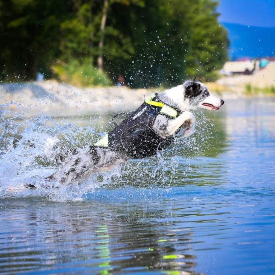 gilet de sauvetage chien julius