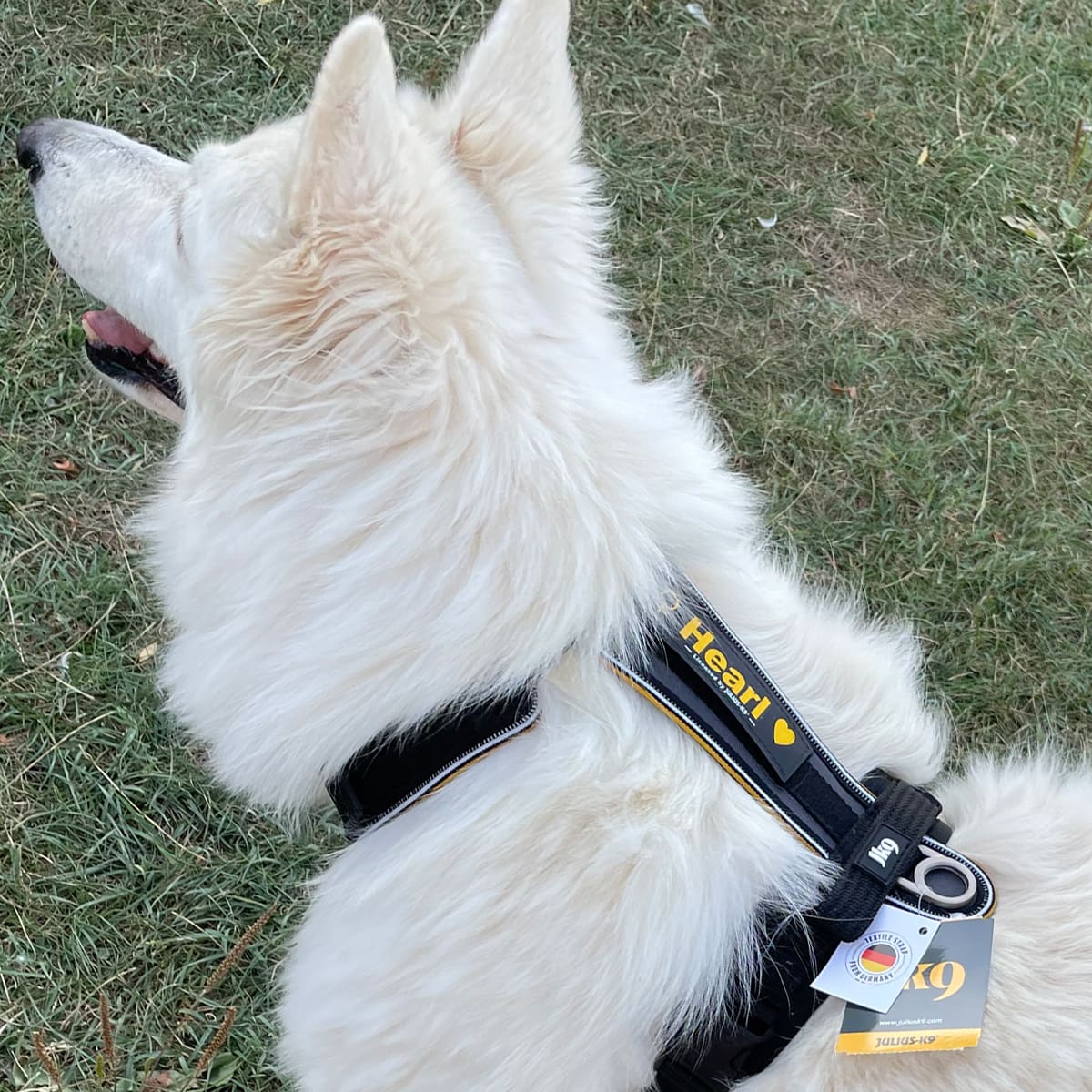 Baudrier canicross : mieux répartir les effets de traction de votre chien