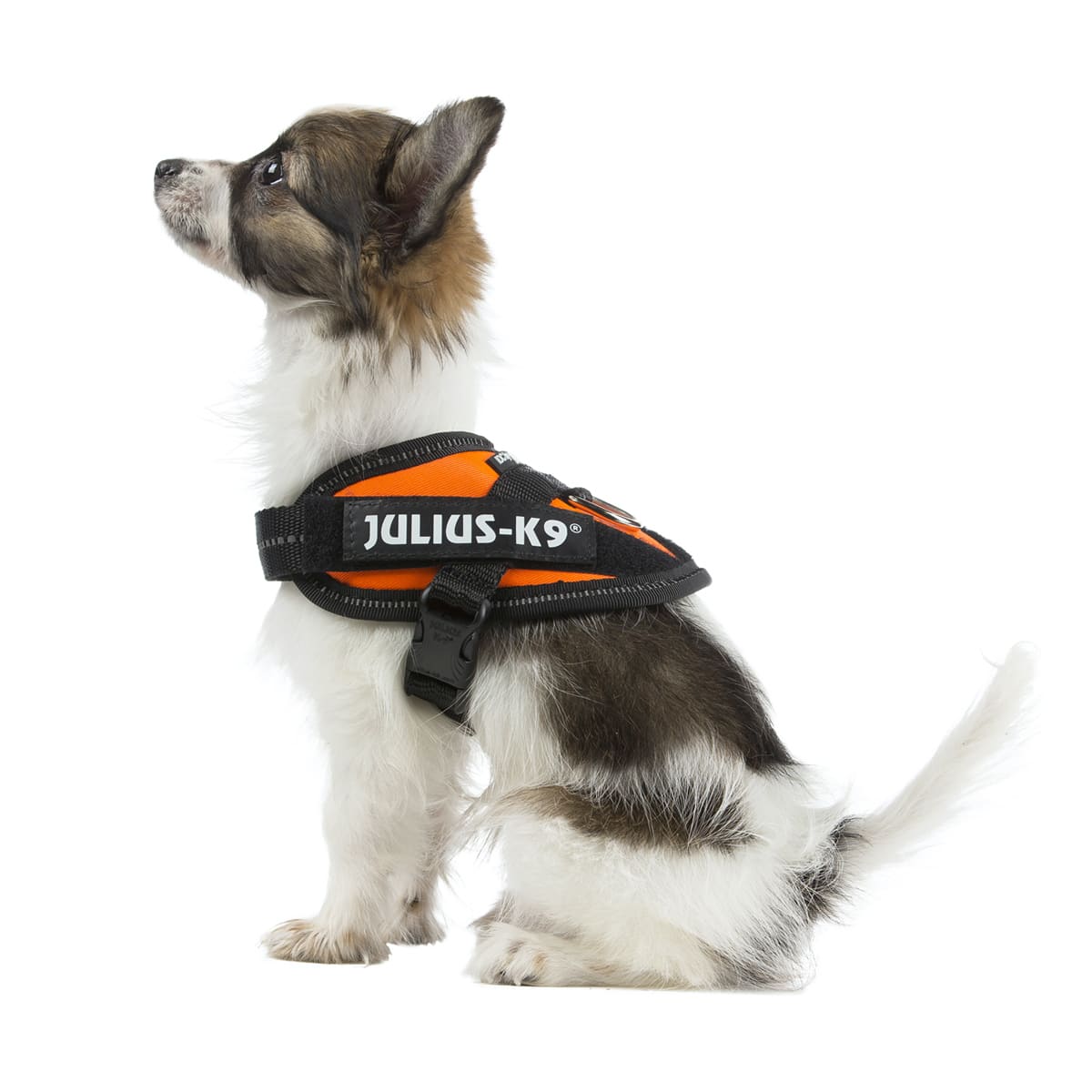 Julius-K9, 16IDC-B-3 IDC Harnais pour chien Bleu Taille 3 : :  Animalerie