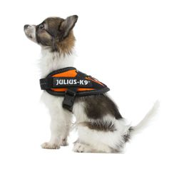 Harnais IDC®Power BABY pour chiens de 1 à 5 kg - Julius-K9