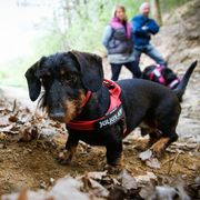 Harnais à sangles IDC®Color&Gray® Belt