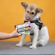 Friandise chien hypoallergénique Barre protéinée Julius-K9 chien 50g lapin carottes