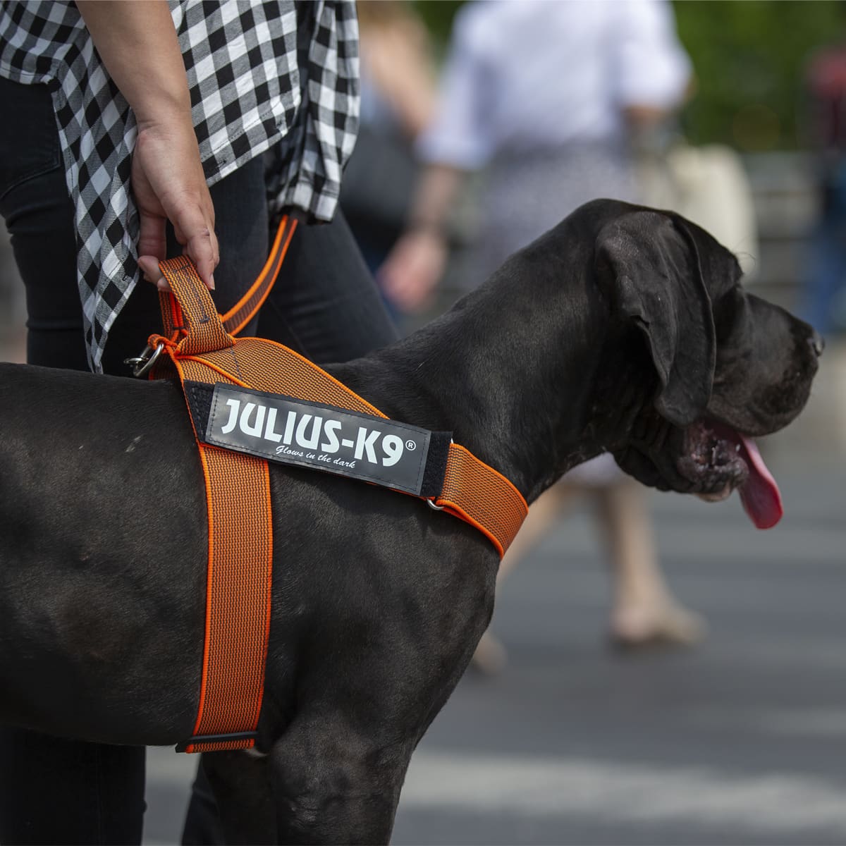 Harnais à sangles IDC®Color&Gray® Belt - Julius-K9