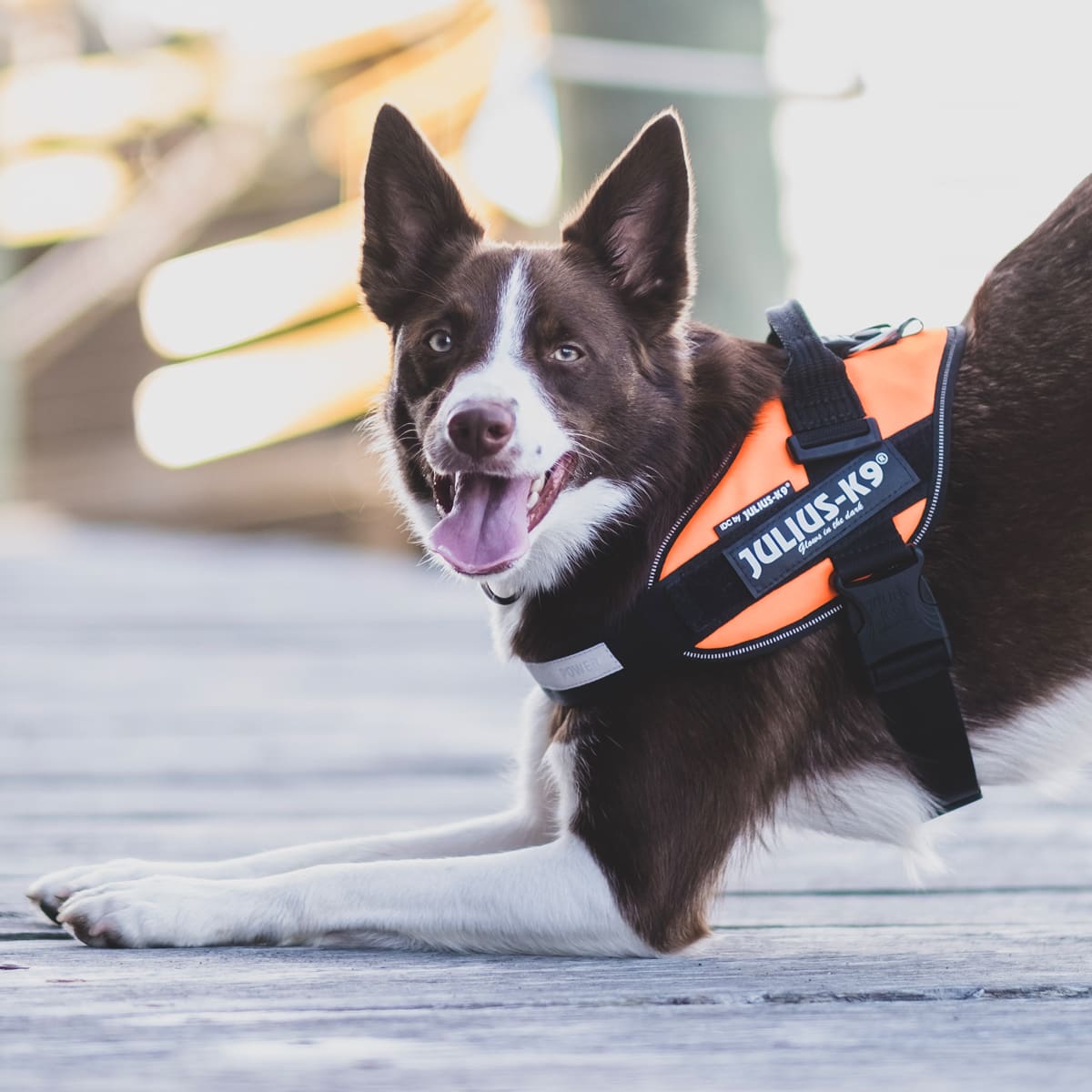 Meilleur harnais pour chien : le bon modèle pour votre animal