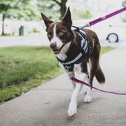 Harnais Y-Power chien personnalisable à 2 anneaux et poignée solide