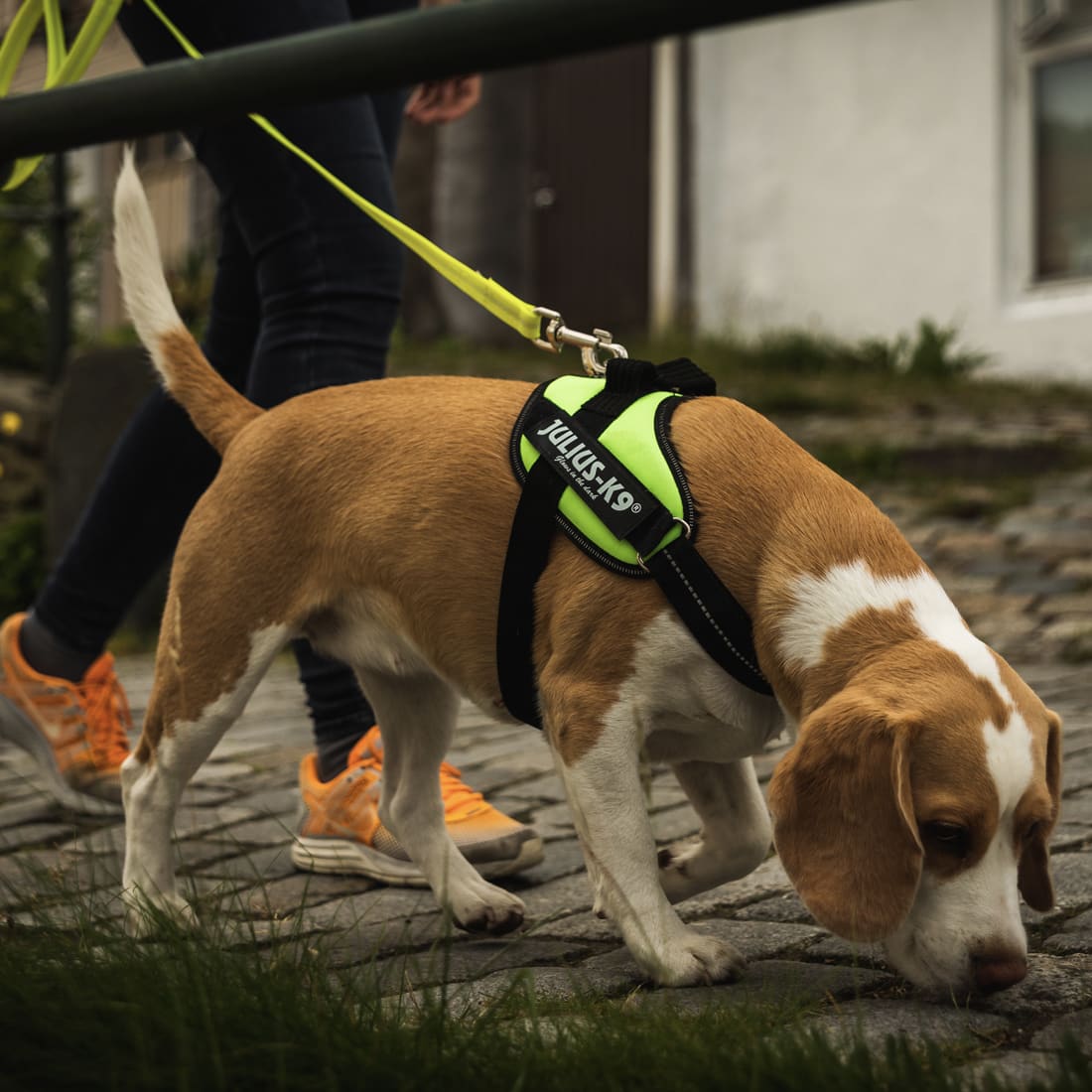 Harnais IDC®Power SMALL - Mini pour chiens de 4 à 15 kg - Julius-K9