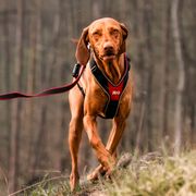 Harnais chien en Y Julius-K9 course canicross JK9®Speed